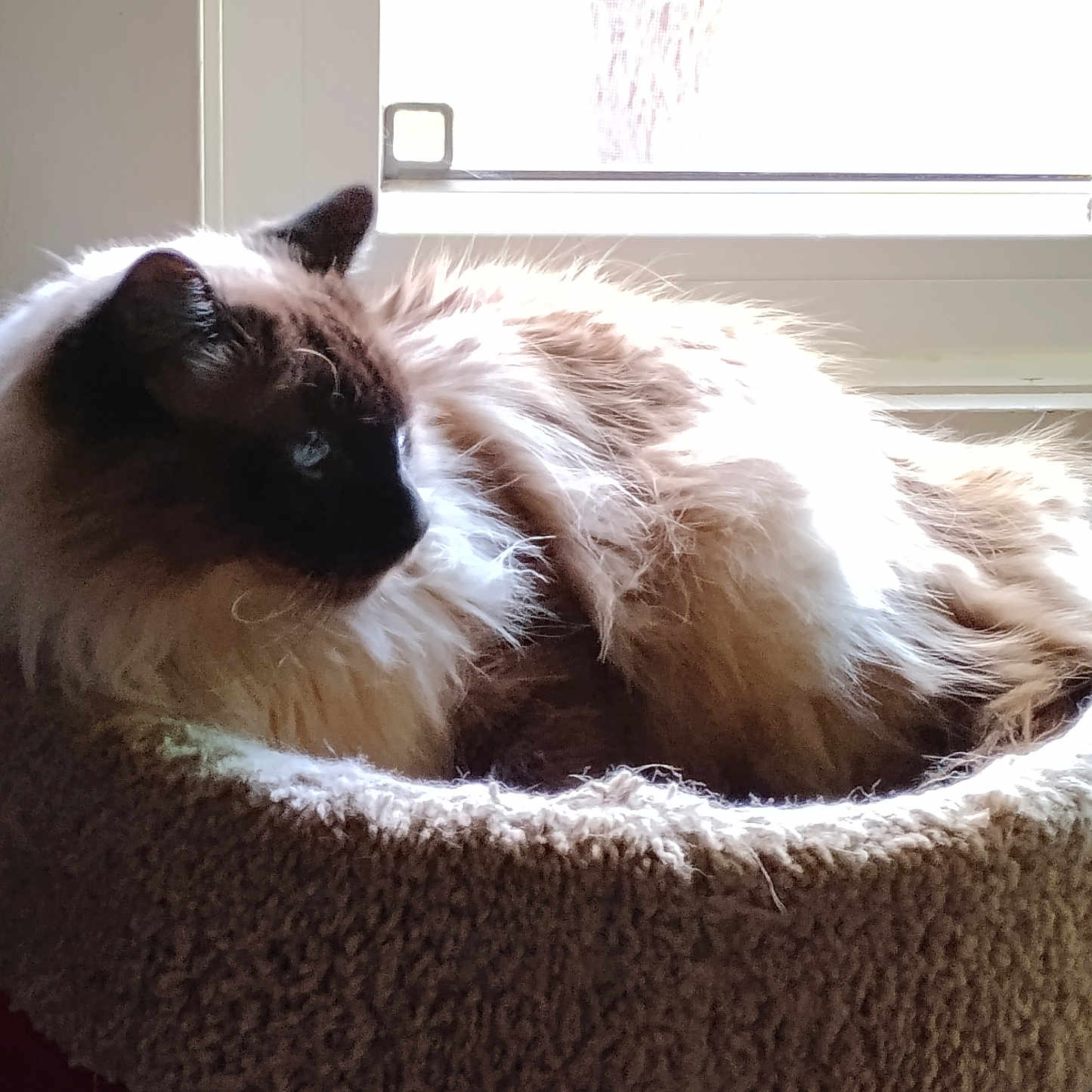 Ginger is registered to the contest to win money with this photo: animal, cat, cat_bed, cozy, ears, feline, fluffy, fur, home, indoor, light, pet, profile, relaxed, resting, siamese, soft, sunlight, whiskers, window