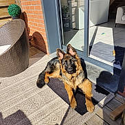 Aîko a rejoint le concours — aidez-le/la à gagner de superbes lots ! german_shepherd, dog, pet, outdoor, sunlight, mat, wicker_chair, potted_plant, patio, brick_wall, glass_door, tile_floor, dog_toy, shadow, relaxing, animal, companion, home, furniture, daylight