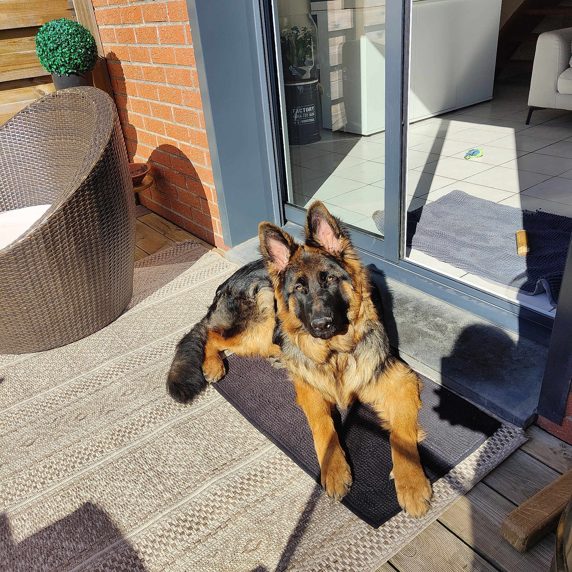 Aîko a rejoint le concours — aidez-le/la à gagner de superbes lots ! german_shepherd, dog, pet, outdoor, sunlight, mat, wicker_chair, potted_plant, patio, brick_wall, glass_door, tile_floor, dog_toy, shadow, relaxing, animal, companion, home, furniture, daylight