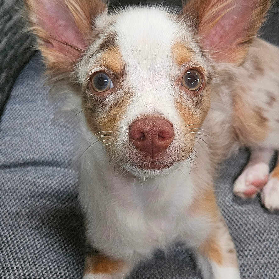 Timon participe au concours pour gagner de l'argent avec cette photo : dog, puppy, pet, ears, nose, eyes, fur, white, brown, spotted, cushion, chair, woven, texture, indoor, comfort, looking, closeup, cute, small