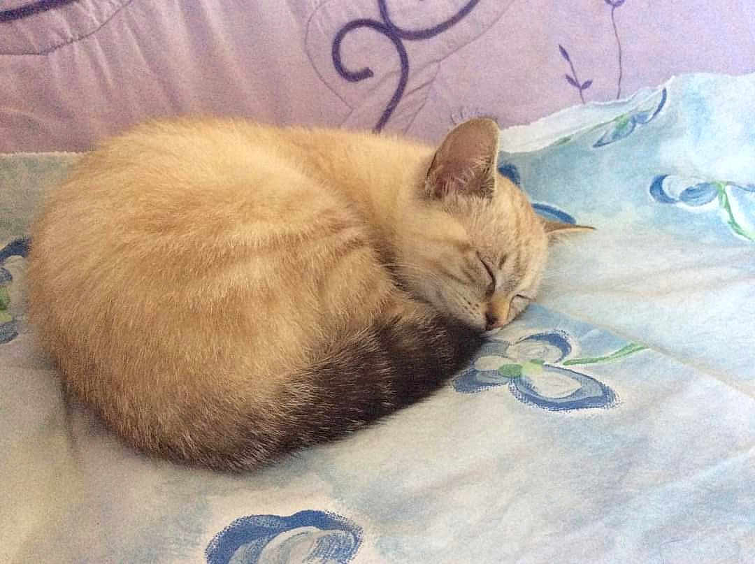 Milady a rejoint le concours — aidez-le/la à gagner de superbes lots ! cat, sleeping, bed, blanket, fluffy, cozy, animal, pet, feline, resting, cute, domestic, fur, tail, indoor, comfort, peaceful, relaxation, soft, nap