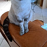 Milady a rejoint le concours — aidez-le/la à gagner de superbes lots ! cat, tabby_cat, blue_eyes, pet, animal, feline, indoor, couch, leather, armrest, floor_tile, furniture, home, domestic, sitting, curious, portrait, whiskers, tail, closeup