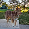 dog, animal, pet, outdoor, grass, tree, concrete, bench, sunlight, nature, fur, canine, backyard, daylight, collar, tag, park, leaves, summer, portrait