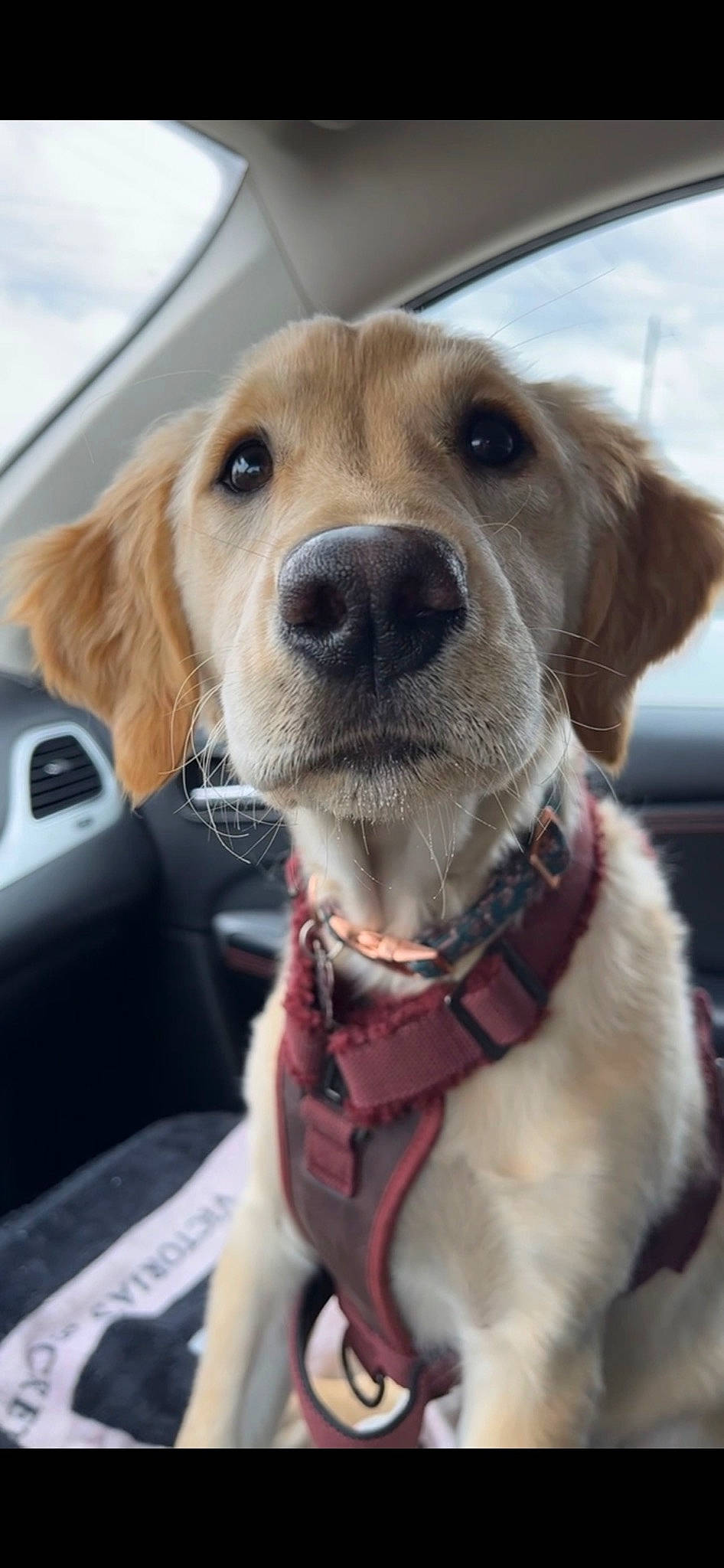 Honey is registered to the contest to win money with this photo: canidae, car_seat, carnivore, collar, companion_dog, dog, dog_breed, dog_collar, fawn, fur, leash, liver, pet_supply, retriever, selfie, snout, sporting_group, vehicle_door, whiskers, working_animal