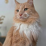 Oslo participe au concours pour gagner de l'argent avec cette photo : cat, fluffy, orange_cat, white_fur, pet, animal, portrait, indoor, feline, sitting, close_up, whiskers, ears, green_eyes, soft_light, domestic_cat, furry, cute, calm, house_pet
