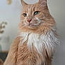 cat, fluffy, orange_cat, white_fur, pet, animal, portrait, indoor, feline, sitting, close_up, whiskers, ears, green_eyes, soft_light, domestic_cat, furry, cute, calm, house_pet