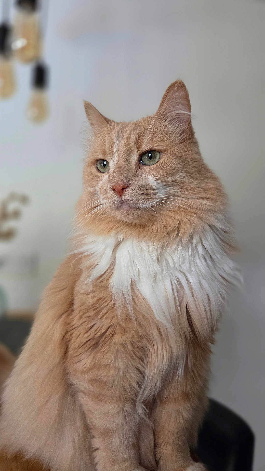 Oslo participe au concours pour gagner de l'argent avec cette photo : cat, fluffy, orange_cat, white_fur, pet, animal, portrait, indoor, feline, sitting, close_up, whiskers, ears, green_eyes, soft_light, domestic_cat, furry, cute, calm, house_pet
