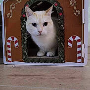 Ferrocene a rejoint le concours — aidez-le/la à gagner de superbes lots ! animal, cat, christmas_theme, cozy, curious, cute, decorative, domestic, ears, face, feline, festive, gingerbread_house_design, holiday_decor, indoor, paws, pet_house, whiskers, white_cat, wooden_floor