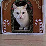 animal, cat, christmas_theme, cozy, curious, cute, decorative, domestic, ears, face, feline, festive, gingerbread_house_design, holiday_decor, indoor, paws, pet_house, whiskers, white_cat, wooden_floor