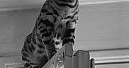 Skuunk a rejoint le concours — aidez-le/la à gagner de superbes lots ! animal, black_and_white, cat, curious, curtain, door, ears, feline, frame, indoor, light, looking, perched, pet, shadow, striped, tail, wall, whiskers, window