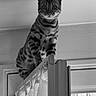 animal, black_and_white, cat, curious, curtain, door, ears, feline, frame, indoor, light, looking, perched, pet, shadow, striped, tail, wall, whiskers, window