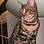 cat, bengal_cat, pet, animal, indoor, feline, striped, tabby, whiskers, ears, eyes, tail, sitting, fur, cute, domestic, curious, closeup, household, mammal