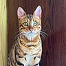 Skuunk a rejoint le concours — aidez-le/la à gagner de superbes lots ! alert, animal, bengal_cat, cat, cute, domestic_cat, ears, feline, furry, gold_chain, green_eyes, indoor, looking, pet, portrait, sitting, striped, tabby, whiskers, wooden_background