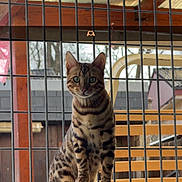 Skuunk a rejoint le concours — aidez-le/la à gagner de superbes lots ! alert, animal, bengal_cat, cat, curious, daylight, domestic_cat, feline, fence, green_eyes, house, looking, metal_grid, outdoor, pet, portrait, sitting, spotted_fur, window_sill, wooden_structure