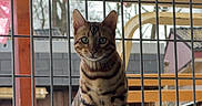 Skuunk a rejoint le concours — aidez-le/la à gagner de superbes lots ! alert, animal, bengal_cat, cat, curious, daylight, domestic_cat, feline, fence, green_eyes, house, looking, metal_grid, outdoor, pet, portrait, sitting, spotted_fur, window_sill, wooden_structure