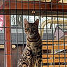 alert, animal, bengal_cat, cat, curious, daylight, domestic_cat, feline, fence, green_eyes, house, looking, metal_grid, outdoor, pet, portrait, sitting, spotted_fur, window_sill, wooden_structure