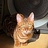 Skuunk a rejoint le concours — aidez-le/la à gagner de superbes lots ! animal, bengal_cat, brown, cat, close_up, crouching, curious, domestic_cat, ears, feline, floor, green_eyes, indoor, patterned_fur, pet, portrait, shadow, speaker, sunlight, whiskers