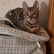Skuunk participe au concours pour gagner de l'argent avec cette photo : bengal_cat, cat, pet, animal, feline, striped, tabby, fur, whiskers, ears, paws, indoor, bag, zipper, texture, fabric, wall, door_frame, resting, alert