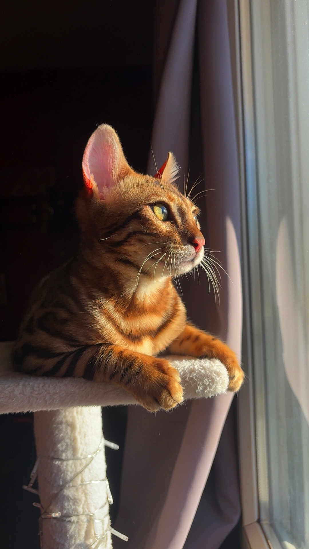 Skuunk participe au concours pour gagner de l'argent avec cette photo : cat, bengal_cat, sunlight, window, cat_tree, striped_fur, whiskers, ears, paws, indoor, pet, feline, resting, looking_outside, curtains, closeup, animal, domestic_animal, fur, daylight