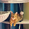 Skuunk a rejoint le concours — aidez-le/la à gagner de superbes lots ! animal, bengal_cat, cat, cat_tree, cozy, cute, ears, feline, household, indoor, looking, orange, paws, pet, play_toy, relaxed, resting, striped, vertical, whiskers