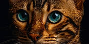 Skuunk participe au concours pour gagner de l'argent avec cette photo : animal, bengal_cat, blue_eyes, cat, close_up, cute, dark_background, ears, face, feline, fur, looking_away, mammal, pet, portrait, sharp_focus, striped, tabby, water_droplets, whiskers