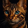 Skuunk participe au concours pour gagner de l'argent avec cette photo : cat, bengal_cat, close_up, blue_eyes, whiskers, water_droplets, fur, animal, pet, portrait, mammal, face, ears, striped, tabby, looking_away, dark_background, sharp_focus, cute, feline