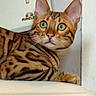 Skuunk participe au concours pour gagner de l'argent avec cette photo : animal, bengal_cat, cat, closeup, curious, domestic, ears, electrical_device, feline, green_eyes, household, indoor, lounging, pet, portrait, relaxed, striped_fur, wall, whiskers, white_surface