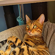 Skuunk a rejoint le concours — aidez-le/la à gagner de superbes lots ! animal, bengal_cat, cat, closeup, cozy, cute, domestic_cat, ears, feline, gold_chain, green_eyes, indoor, lying_down, pet_bed, relaxed, rope_toy, scratching_post, spotted_fur, striped_fur, whiskers