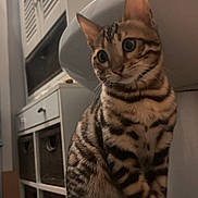 Skunk a rejoint le concours — aidez-le/la à gagner de superbes lots ! animal, bengal_cat, brown, cabinet, cat, closeup, cozy, curious, domestic_cat, ears, feline, furniture, household, indoor, pet, sink, sitting, striped, tail, whiskers
