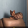 bengal_cat, kitten, cat, leather_chair, indoor, feline, pet, animal, spotted_coat, curious_eyes, blue_wall, resting, cute, young_cat, domestic_cat, fur_pattern, whiskers, ears, paw, relaxed