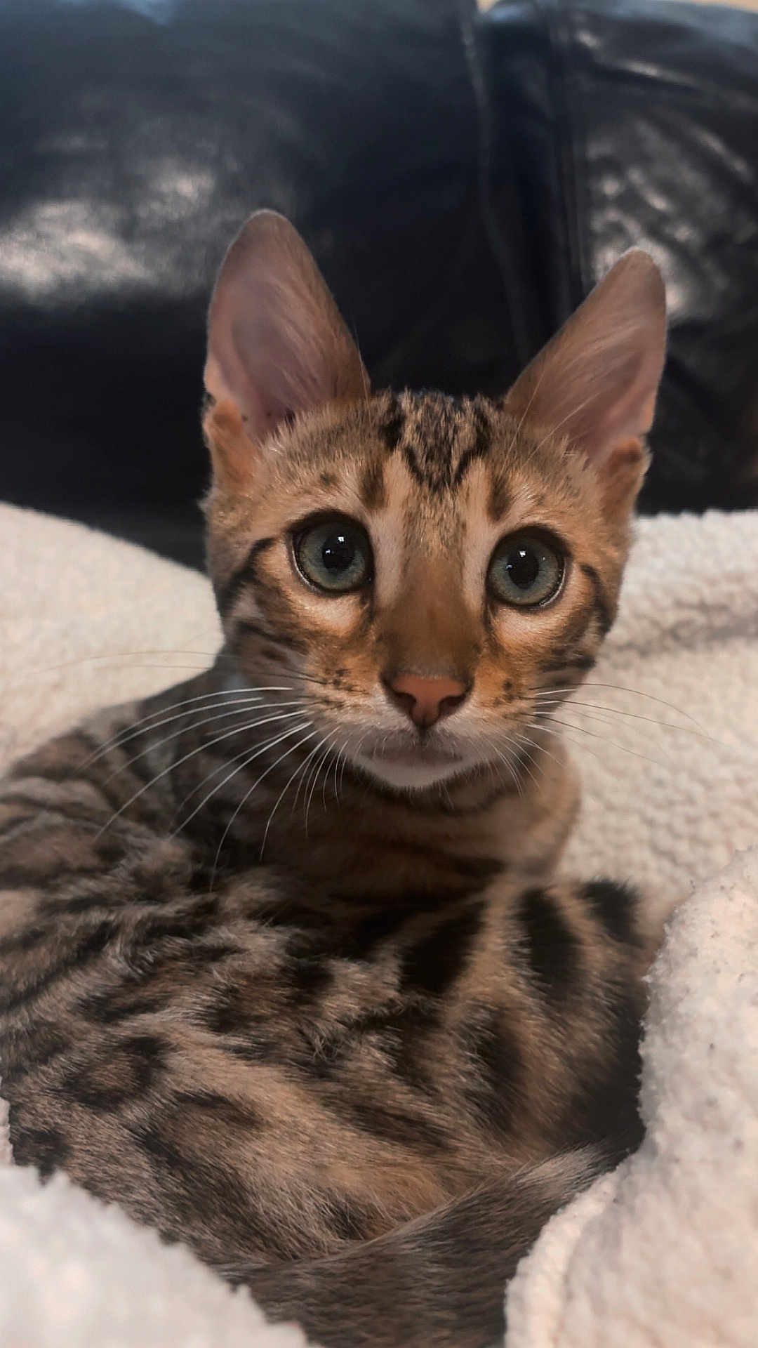 Skunk a rejoint le concours — aidez-le/la à gagner de superbes lots ! kitten, cat, feline, striped, ears, whiskers, closeup, pet, animal, cute, fluffy, blanket, snuggling, indoor, young, curious, soft, face, portrait, fur