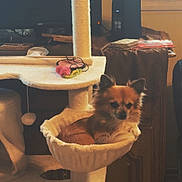 Pookie participe au concours pour gagner de l'argent avec cette photo : dog, small_dog, chihuahua, cat_tree, hammock, indoor, pet, furniture, window, monitor, cords, wooden_cabinet, toy, pet_toy, cozy, relaxed, home, animal, fur, ears