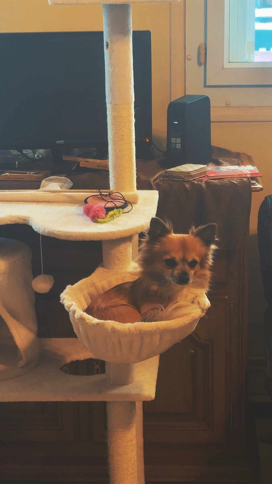 Pookie participe au concours pour gagner de l'argent avec cette photo : dog, small_dog, chihuahua, cat_tree, hammock, indoor, pet, furniture, window, monitor, cords, wooden_cabinet, toy, pet_toy, cozy, relaxed, home, animal, fur, ears