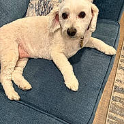 Holly is registered to the contest to win money with this photo: dog, white_dog, pet, couch, blue_couch, indoor, pillow, decorative_pillow, sea_theme, relaxed, looking_at_camera, fur, floor, carpet, home, animal, companion, cute, domestic_animal, resting