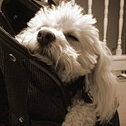 Petie is registered to the contest to win money with this photo: dog, puppy, fluffy, white_fur, sleeping, resting, pet, animal, portrait, sepia, close_up, travel_bag, luggage, indoors, staircase, railing, relaxed, cute, long_hair, photograph