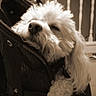dog, puppy, fluffy, white_fur, sleeping, resting, pet, animal, portrait, sepia, close_up, travel_bag, luggage, indoors, staircase, railing, relaxed, cute, long_hair, photograph