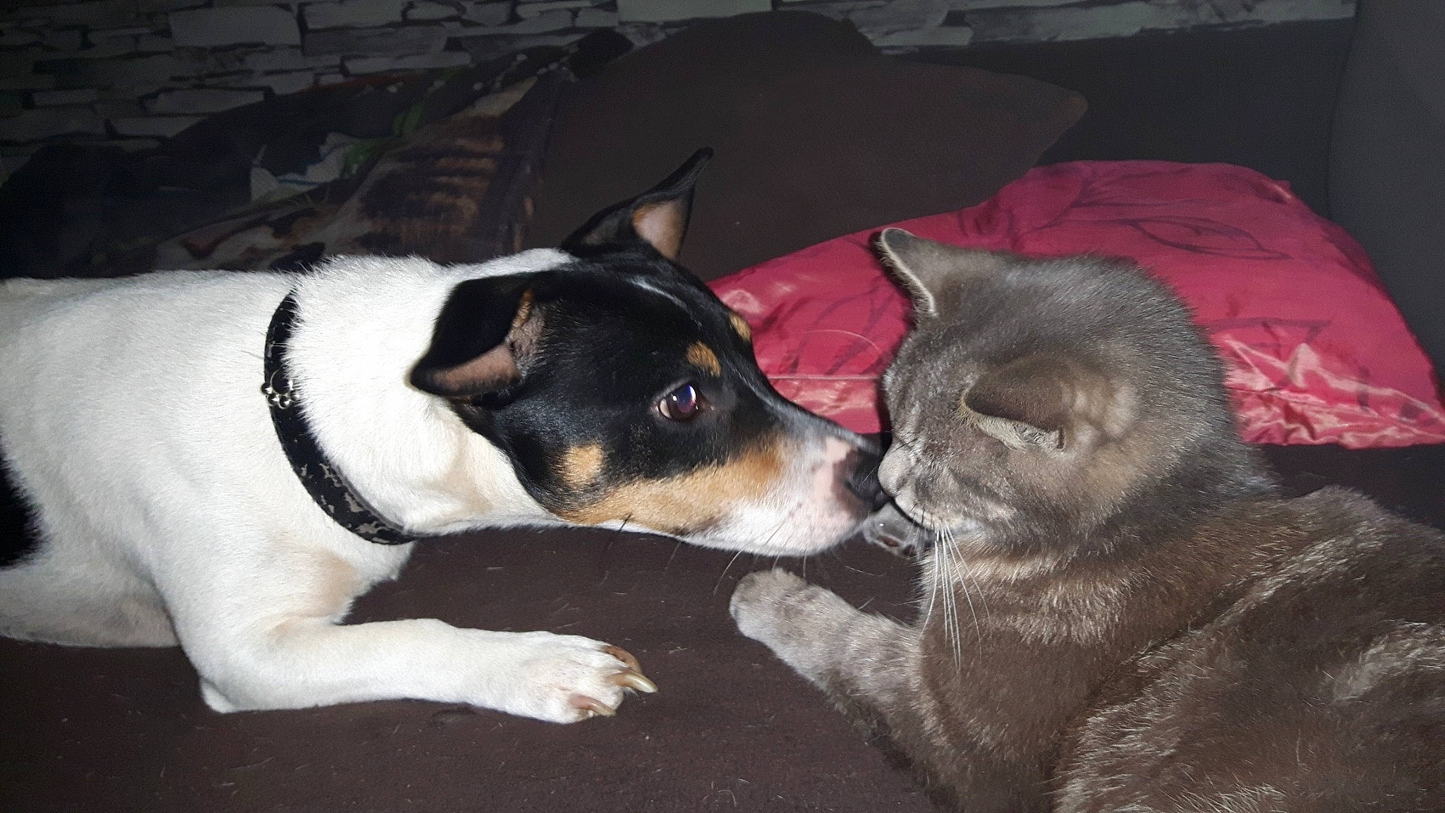 Barton a rejoint le concours — aidez-le/la à gagner de superbes lots ! brazilian_terrier, canidae, carnivore, chilean_fox_terrier, companion_dog, danish_swedish_farmdog, dog, dog_breed, feist, fox_terrier, mammal, miniature_fox_terrier, puppy, rat_terrier, ratonero_bodeguero_andaluz, smooth_fox_terrier, teddy_roosevelt_terrier, tenterfield_terrier, toy_fox_terrier, vertebrate