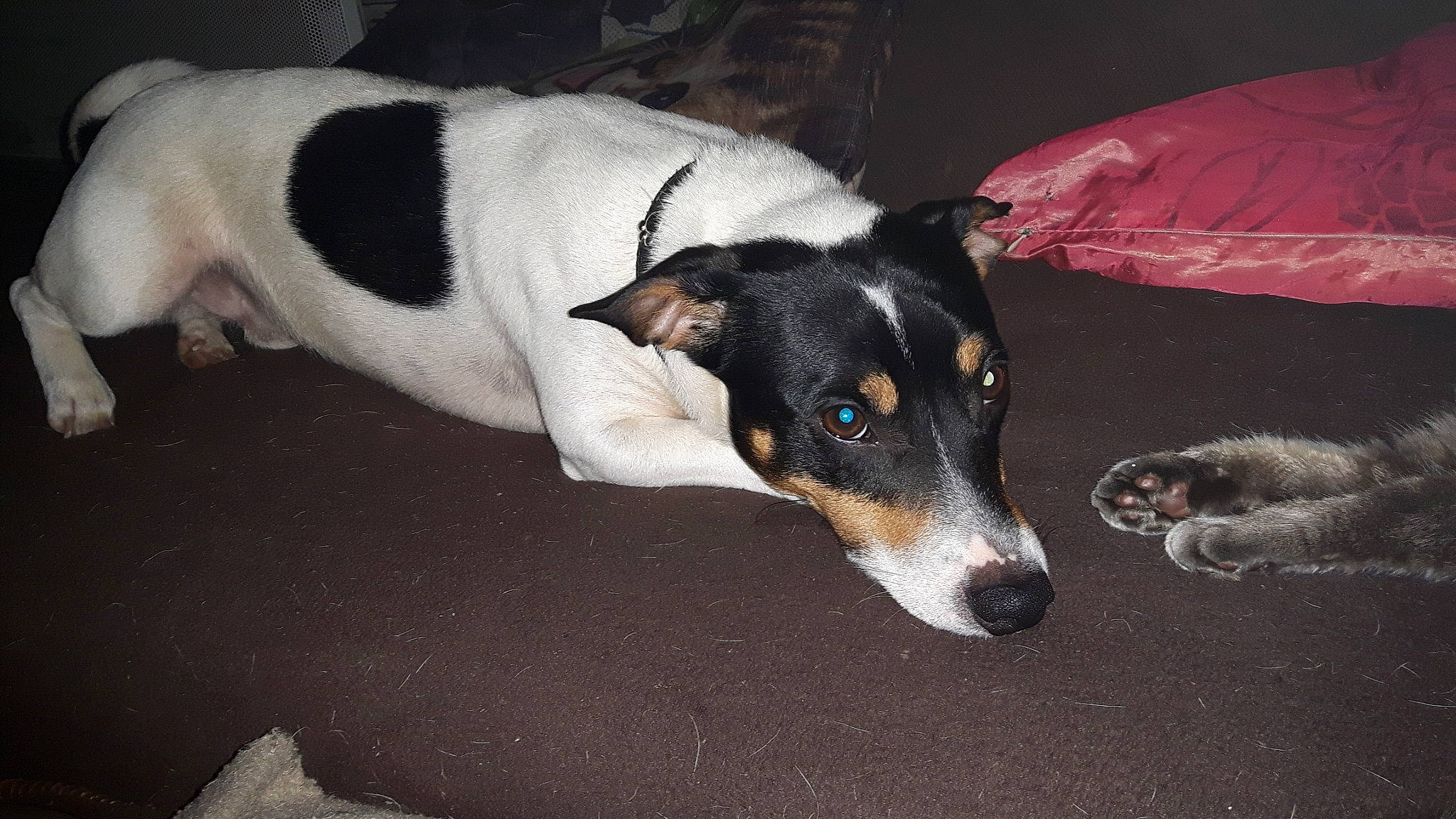 Barton participe au concours pour gagner de l'argent avec cette photo : brazilian_terrier, canidae, carnivore, chilean_fox_terrier, companion_dog, danish_swedish_farmdog, dog, dog_breed, feist, fox_terrier, mammal, miniature_fox_terrier, rat_terrier, ratonero_bodeguero_andaluz, smooth_collie, smooth_fox_terrier, snout, teddy_roosevelt_terrier, tenterfield_terrier, vertebrate