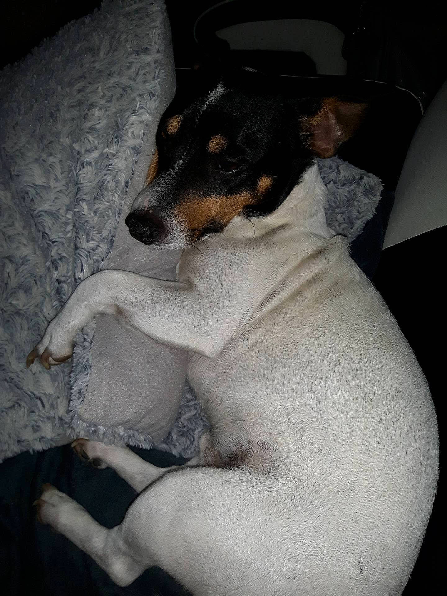 Barton a rejoint le concours — aidez-le/la à gagner de superbes lots ! brazilian_terrier, canidae, carnivore, chilean_fox_terrier, danish_swedish_farmdog, dog, dog_breed, feist, fox_terrier, japanese_terrier, mammal, miniature_fox_terrier, rat_terrier, ratonero_bodeguero_andaluz, smooth_fox_terrier, snout, teddy_roosevelt_terrier, tenterfield_terrier, toy_fox_terrier, vertebrate