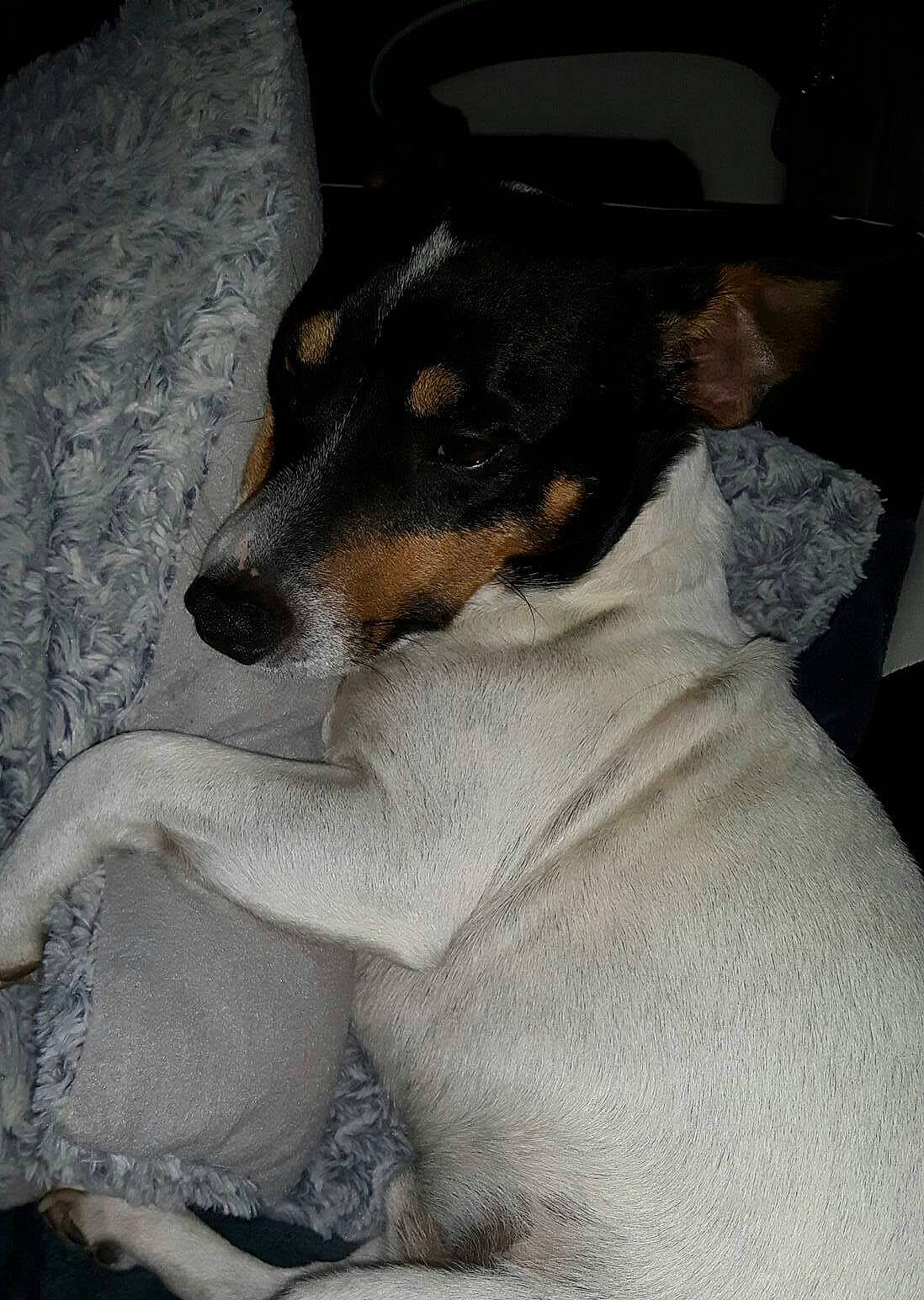 Barton a rejoint le concours — aidez-le/la à gagner de superbes lots ! brazilian_terrier, canidae, carnivore, chilean_fox_terrier, danish_swedish_farmdog, dog, dog_breed, feist, fox_terrier, japanese_terrier, mammal, miniature_fox_terrier, rat_terrier, ratonero_bodeguero_andaluz, smooth_fox_terrier, teddy_roosevelt_terrier, tenterfield_terrier, toy_fox_terrier, vertebrate