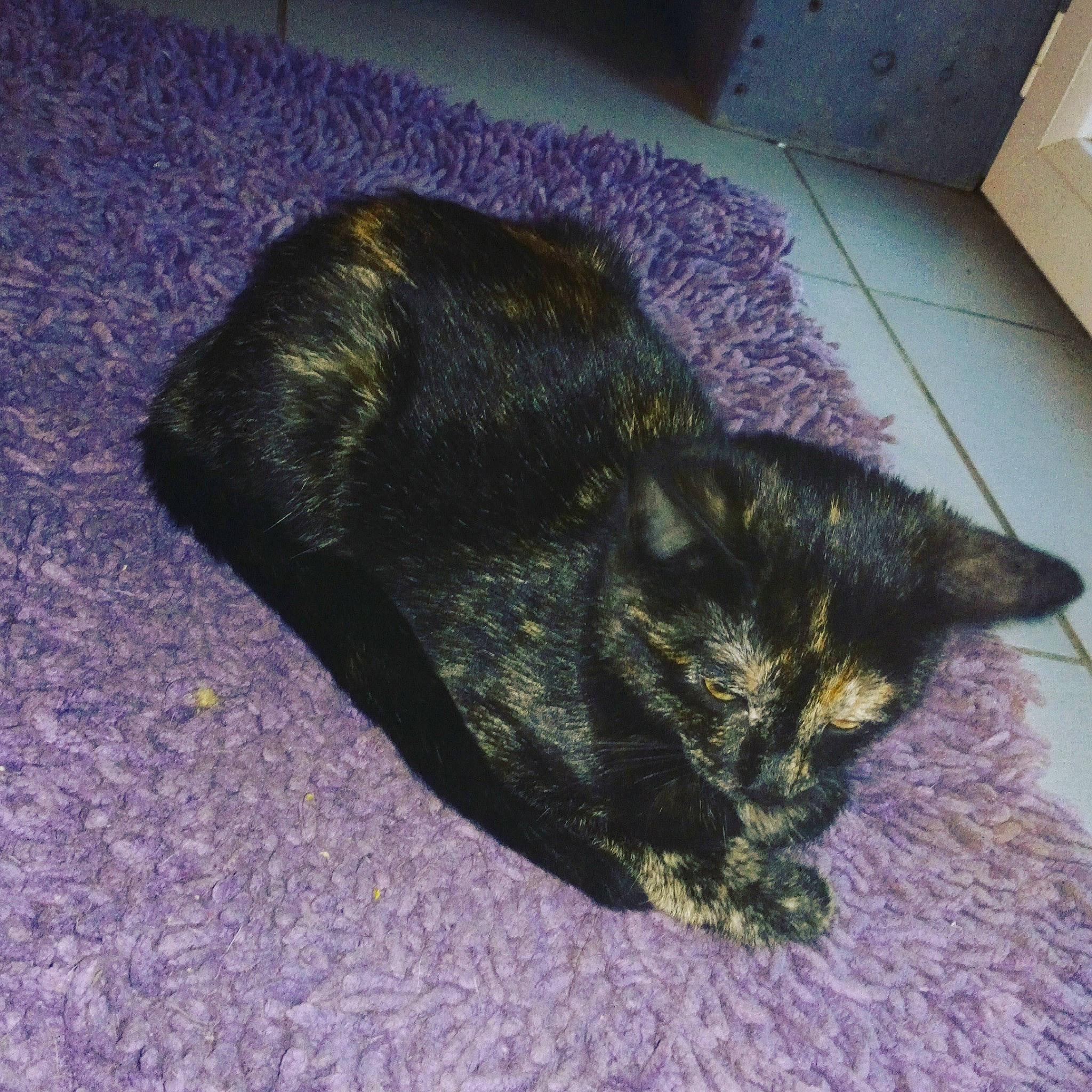 Aiko participe au concours pour gagner de l'argent avec cette photo : black_cat, carnivore, cat, domestic_short_haired_cat, felidae, fur, nap, sleep, small_to_medium_sized_cats, tail, whiskers