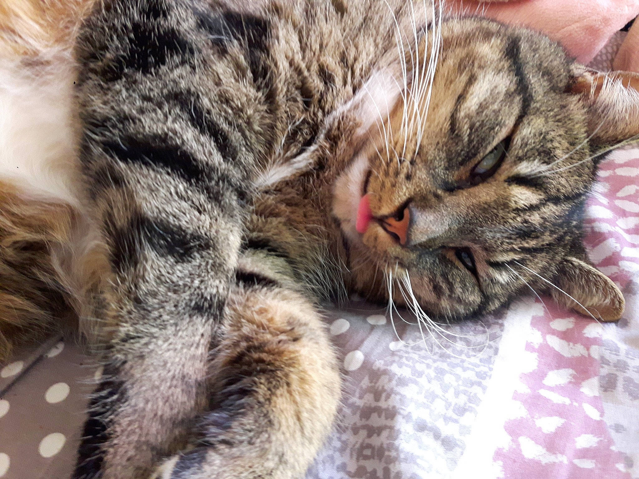 Clan a rejoint le concours — aidez-le/la à gagner de superbes lots ! american_shorthair, asian, california_spangled, carnivore, cat, close_up, domestic_short_haired_cat, dragon_li, european_shorthair, felidae, fur, kitten, mammal, nap, pixie_bob, sleep, small_to_medium_sized_cats, snout, tabby_cat, whiskers