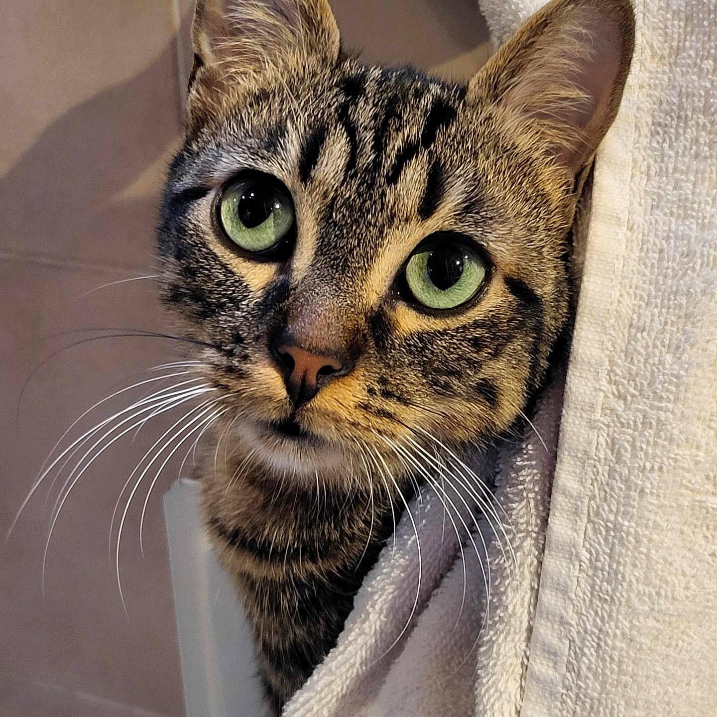 Plume a rejoint le concours — aidez-le/la à gagner de superbes lots ! animal, bathroom, cat, close_up, cozy, curious, cute, domestic, feline, fur, green_eyes, indoor, peeking, pet, portrait, soft_texture, striped, tabby, towel, whiskers