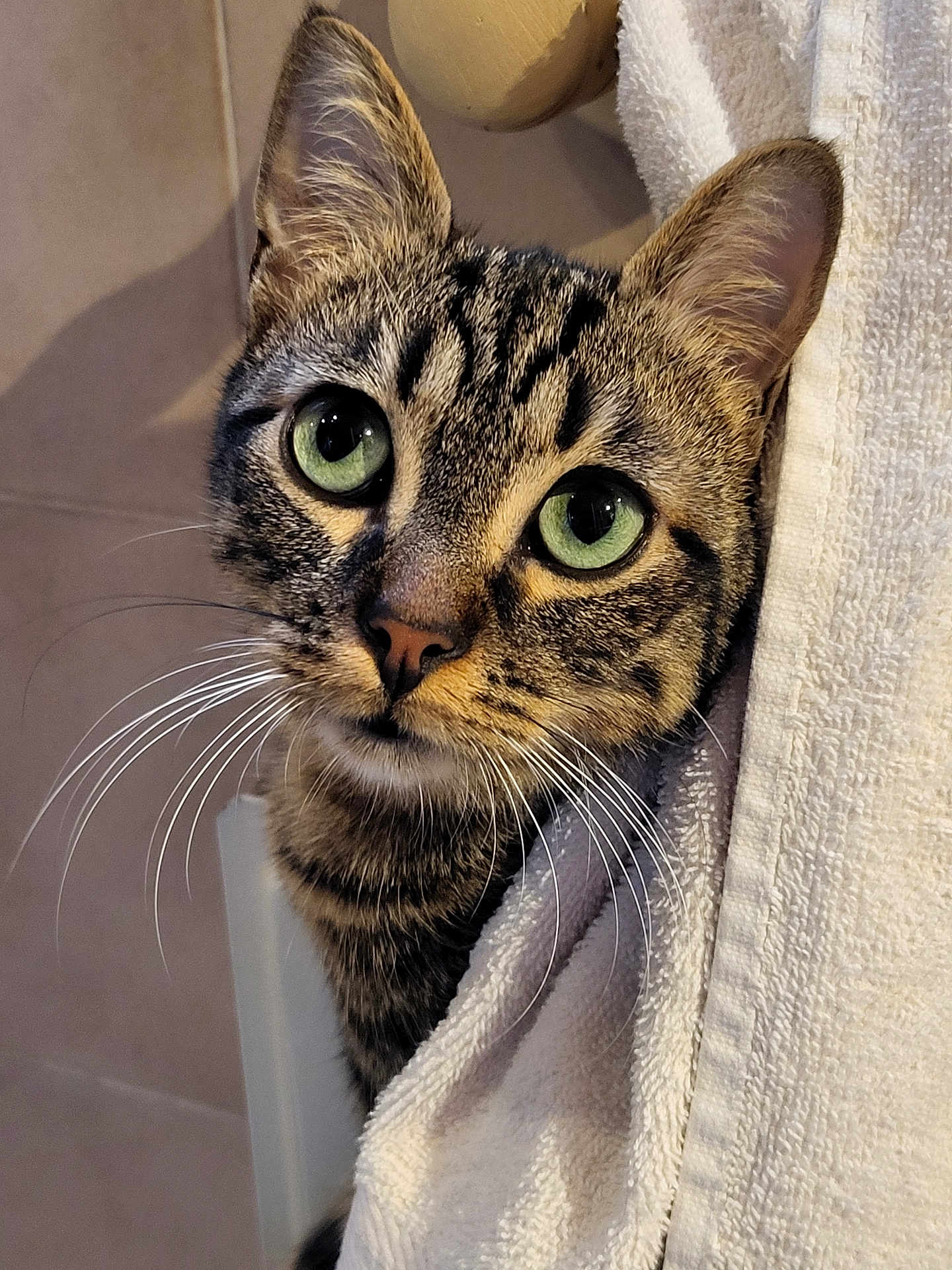 Plume a rejoint le concours — aidez-le/la à gagner de superbes lots ! cat, tabby, green_eyes, whiskers, towel, curious, peeking, close_up, indoor, pet, feline, striped, cute, portrait, animal, soft_texture, cozy, bathroom, domestic, fur