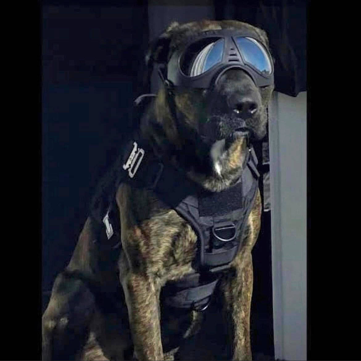 Bowie is registered to the contest to win money with this photo: art, canidae, carnivore, companion_dog, darkness, dog, dog_breed, electric_blue, fictional_character, guard_dog, mask, metal, non_sporting_group, painting, personal_protective_equipment, snout, sporting_group, toy_dog, visual_arts, working_animal