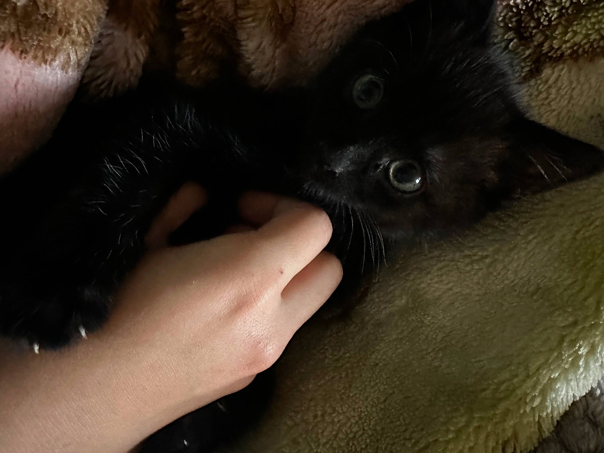 Milo is registered to the contest to win money with this photo: black_cat, bombay, carnivore, cat, claw, comfort, domestic_short_haired_cat, ear, eyelash, felidae, fur, gesture, nail, paw, small_to_medium_sized_cats, snout, terrestrial_animal, whiskers