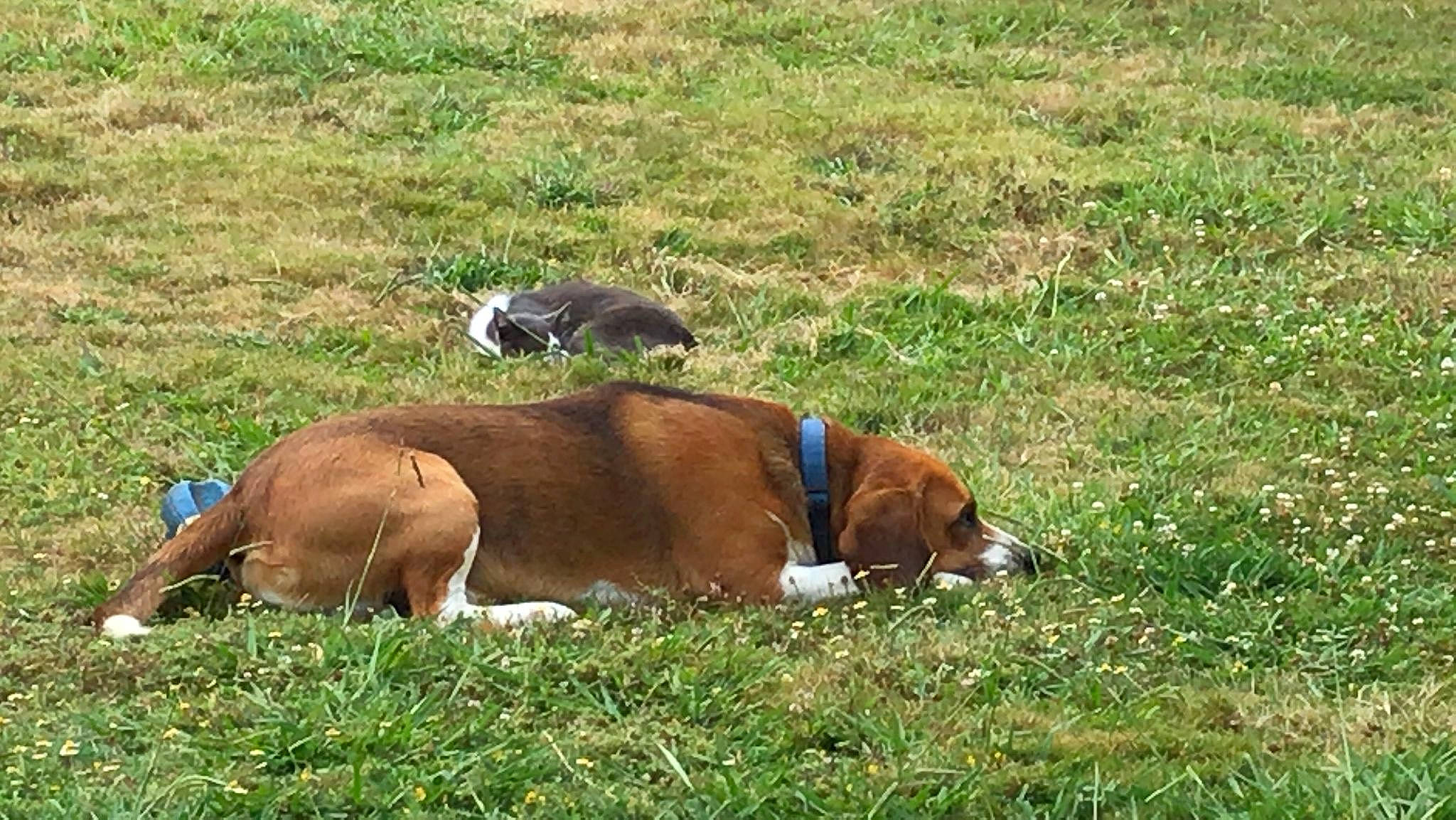 Buddy joined the competition — help win amazing prizes! canidae, carnivore, collar, companion_dog, dog, dog_breed, fawn, grass, grass_family, grassland, groundcover, hunting_dog, liver, mammal, pasture, prairie, sporting_group, terrestrial_animal, vertebrate, working_animal