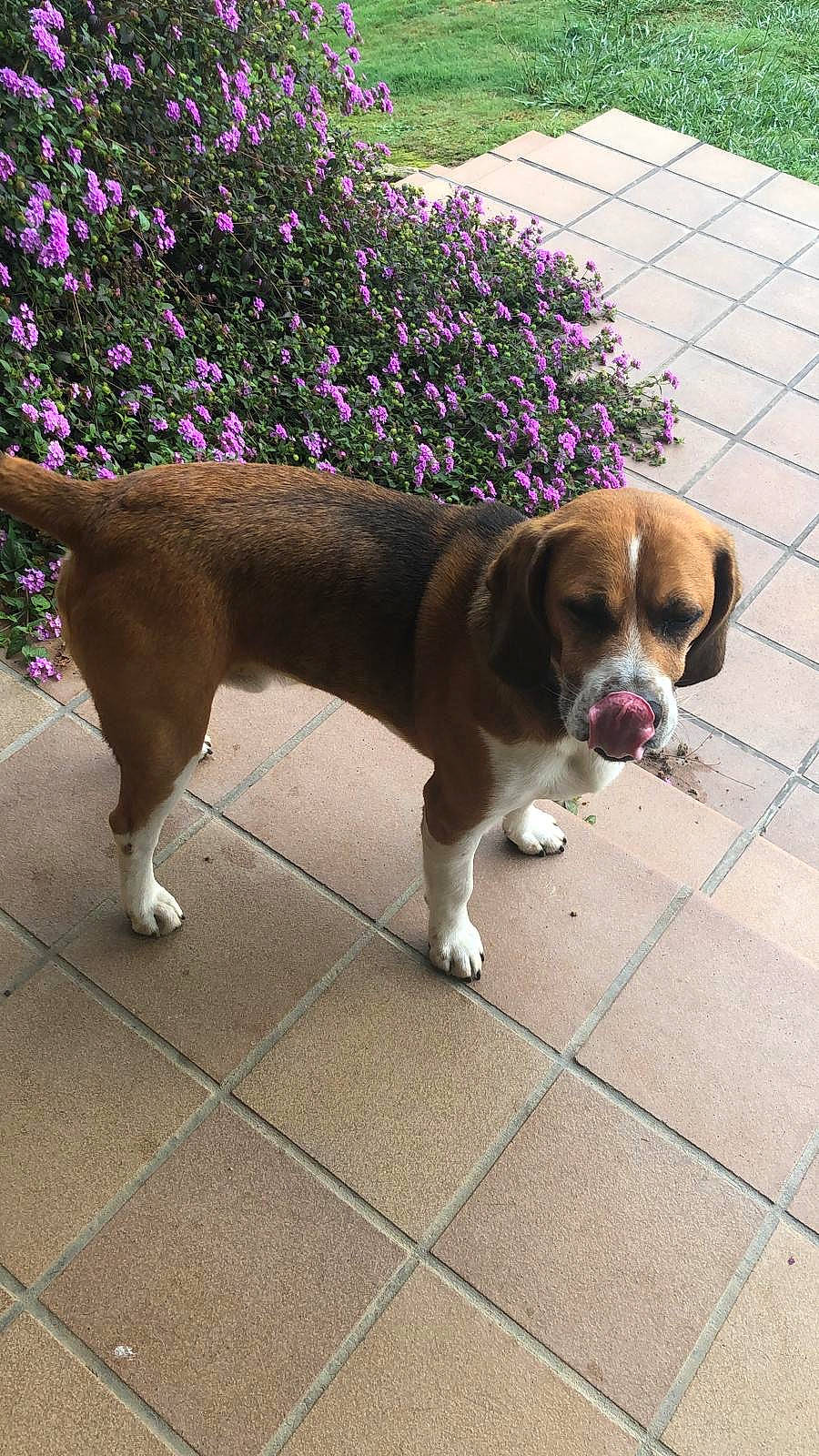 Buddy joined the competition — help win amazing prizes! annual_plant, canidae, carnivore, collar, companion_dog, dog, dog_breed, fawn, flagstone, flooring, flower, leash, liver, pet_supply, plant, road_surface, sidewalk, sporting_group, tail, working_animal