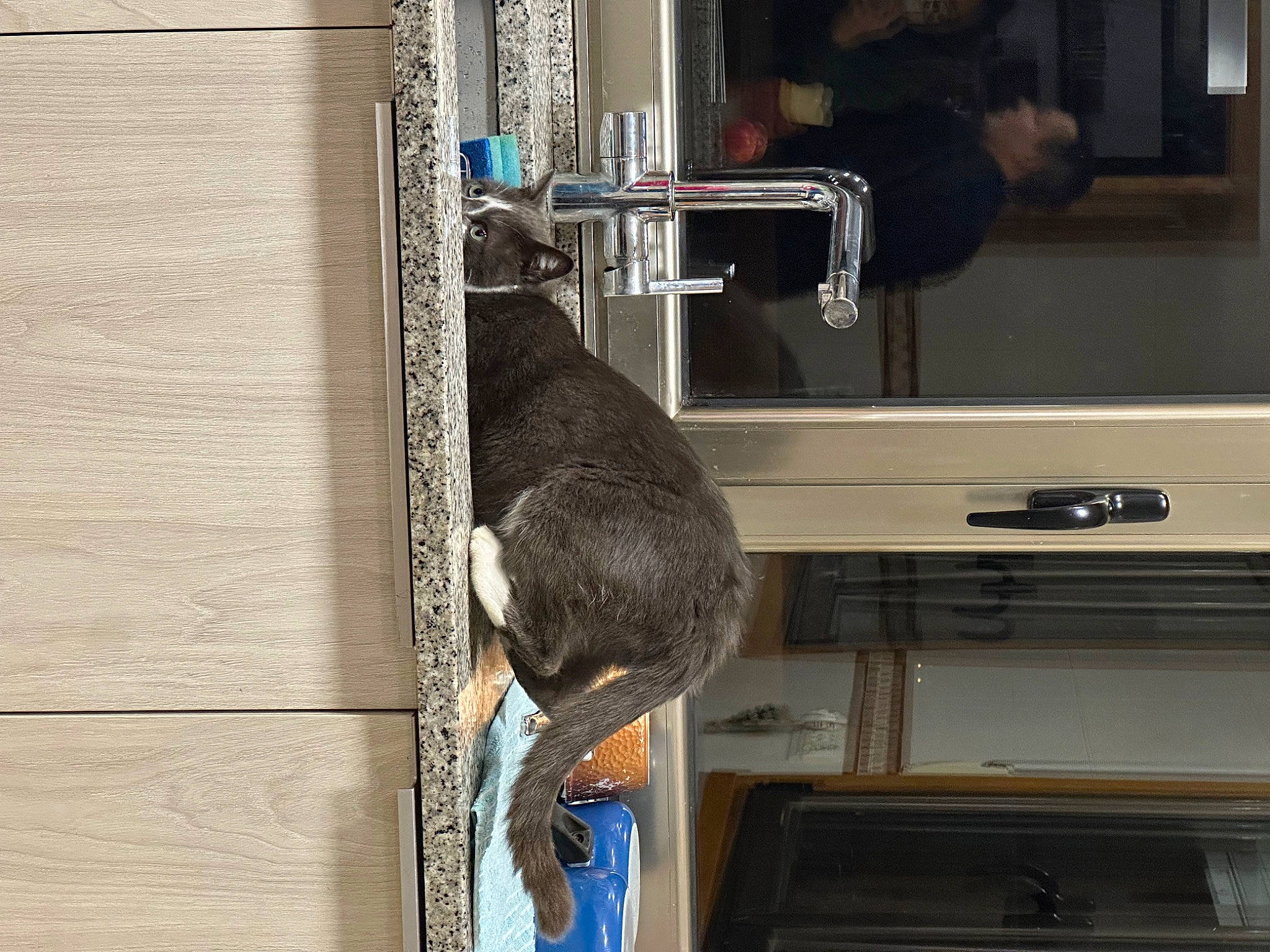 Ghost joined the competition — help win amazing prizes! cat, fur, gas, hardwood, machine, room, shelf, shelving, wood