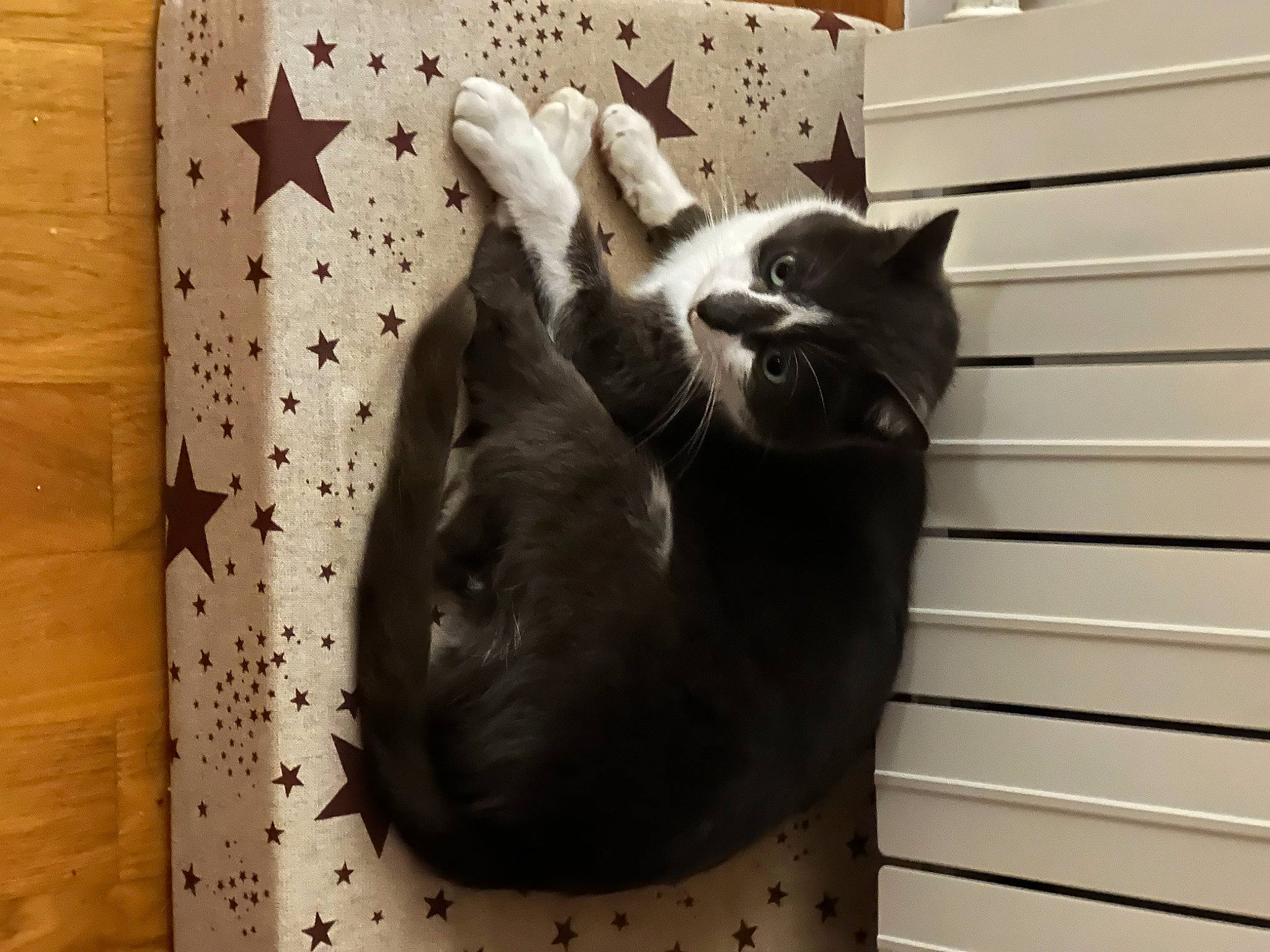 Ghost joined the competition — help win amazing prizes! black_cat, carnivore, cat, cat_supply, comfort, domestic_short_haired_cat, felidae, fur, grey, hardwood, linens, paw, small_to_medium_sized_cats, tail, whiskers, wood